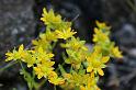 saxifraga aizoides